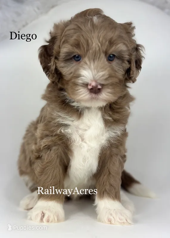 Diego – Golden Mountain Doodle puppy for sale in Milford, IN