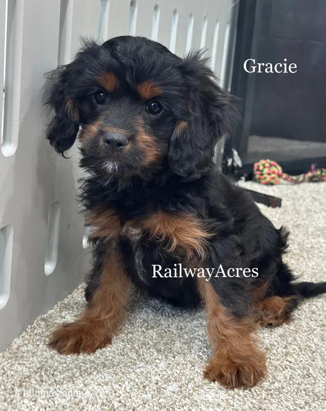 Gracie – Cavapoo puppy for sale in Milford, IN