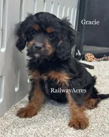 Gracie, a female Cavapoo for sale in Milford, IN – 1 of 6