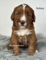 Sydney, a female Miniature Goldendoodle for sale in Milford, IN – 2 of 2