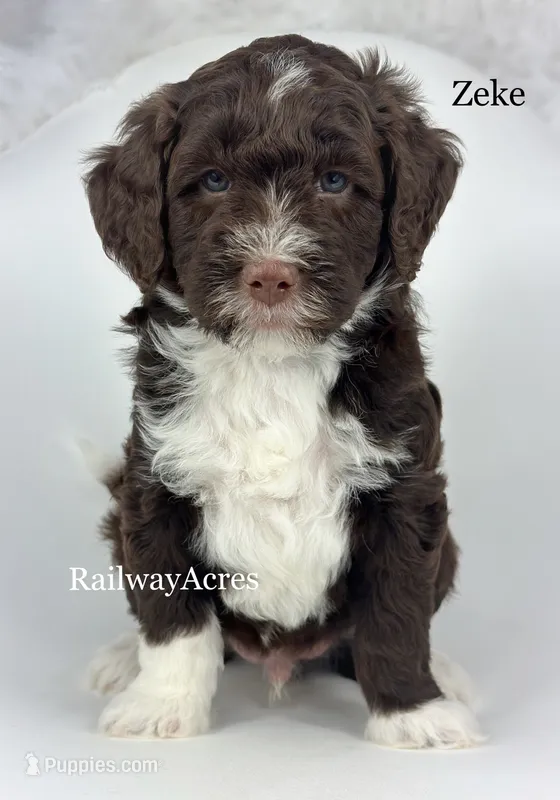 Zeke – Golden Mountain Doodle puppy for sale in Milford, IN