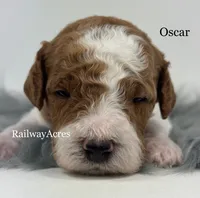 Oscar-Petite, a male Miniature Goldendoodle for sale in Milford, IN – 1 of 2