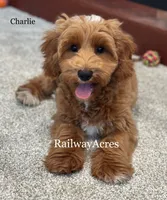 Charlie, a male Miniature Goldendoodle for sale in Milford, IN – 2 of 7