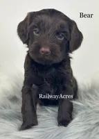 Bear, a male Miniature Goldendoodle for sale in Milford, IN – Photo 2 of 2