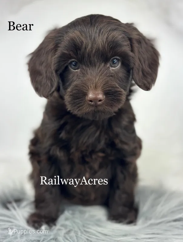 Bear – Miniature Goldendoodle puppy for sale in Milford, IN