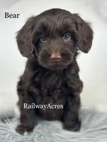Bear, a male Miniature Goldendoodle for sale in Milford, IN – Photo 1 of 2