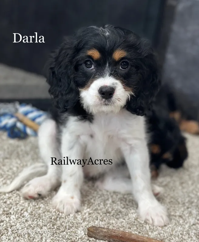 Darla – Cavapoo puppy for sale in Milford, IN