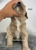 Dale- F1 Standard, a male English Goldendoodle for sale in Milford, IN – 2 of 2