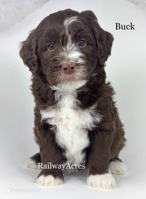 Buck – Golden Mountain Doodle puppy for sale in Milford, IN