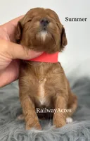 Summer-Petite, a female Miniature Goldendoodle for sale in Milford, IN – 2 of 2