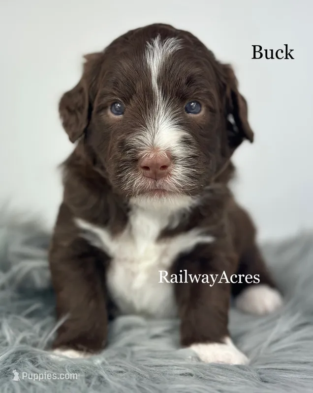 Buck – Golden Mountain Doodle puppy for sale in Milford, IN