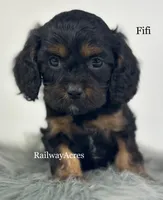 Fifi, a female Cavapoo for sale in Milford, IN – 2 of 7