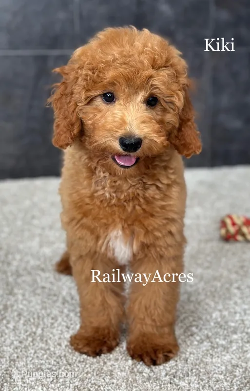 Kiki – Miniature Goldendoodle puppy for sale in Milford, IN