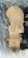 Girl 1-Apricot, a female Miniature Goldendoodle for sale in Milford, IN – 2 of 2