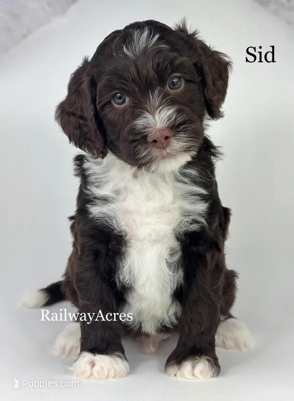 Sid – Golden Mountain Doodle puppy for sale in Milford, IN