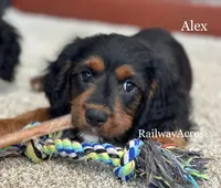 Alex, a male Cavapoo for sale in Milford, IN – 1 of 5