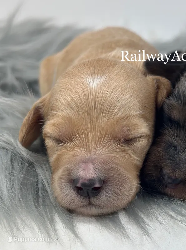 Girl 1-Apricot – Miniature Goldendoodle puppy for sale in Milford, IN