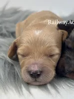 Girl 1-Apricot, a female Miniature Goldendoodle for sale in Milford, IN – 1 of 2