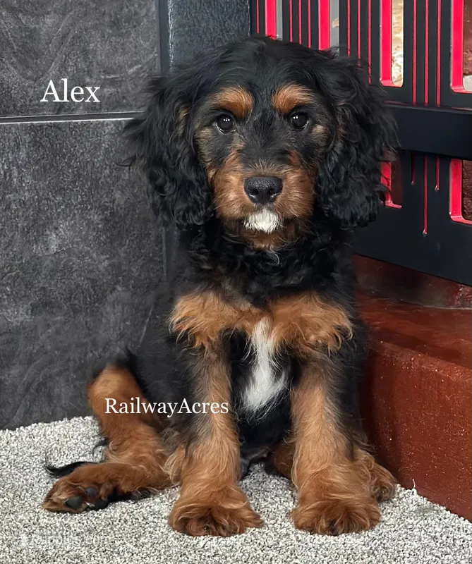 Alex – Cavapoo puppy for sale in Milford, IN