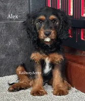 Alex, a male Cavapoo for sale in Milford, IN – 1 of 6