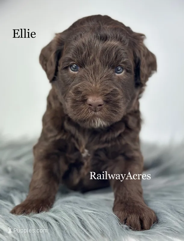 Ellie – Golden Mountain Doodle puppy for sale in Milford, IN