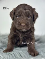 Ellie, a female Golden Mountain Doodle for sale in Milford, IN – 1 of 1