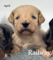 April, a female Miniature Goldendoodle for sale in Milford, IN – Photo 2 of 2