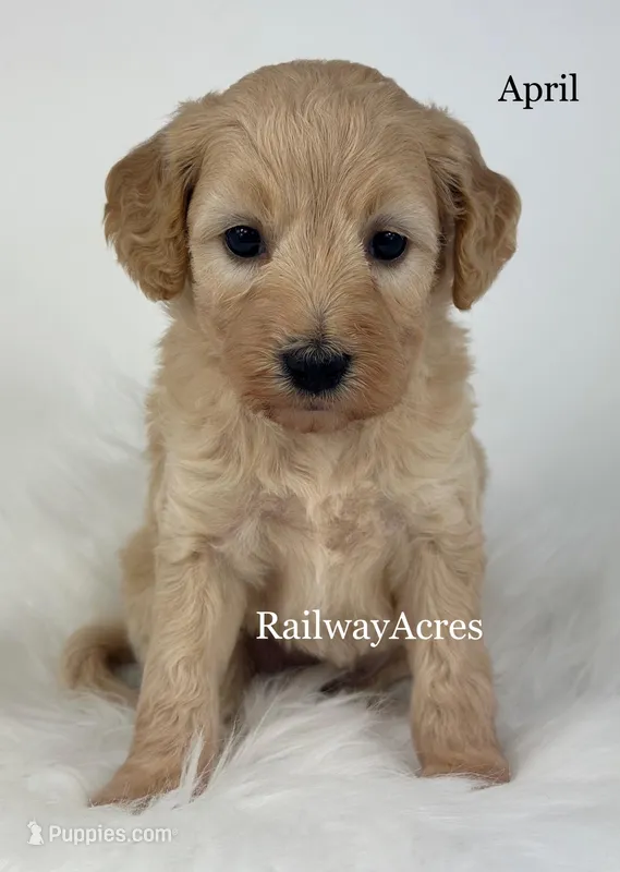 April – Miniature Goldendoodle puppy for sale in Milford, IN