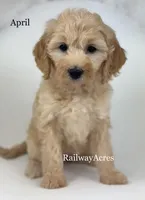 April, a female Miniature Goldendoodle for sale in Milford, IN – 2 of 4