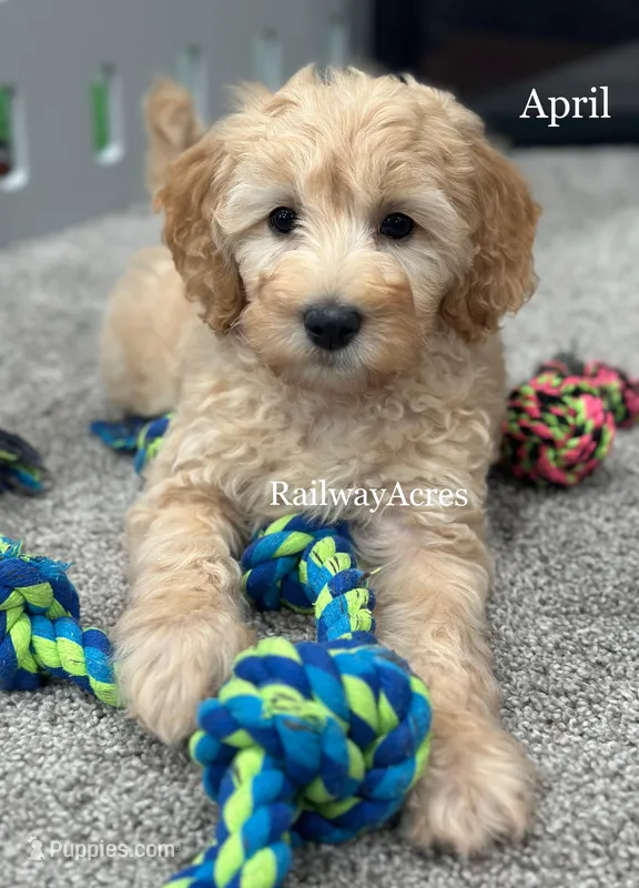 April – Miniature Goldendoodle puppy for sale in Milford, IN