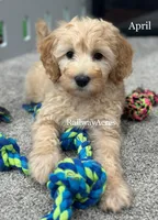 April, a female Miniature Goldendoodle for sale in Milford, IN – 1 of 4