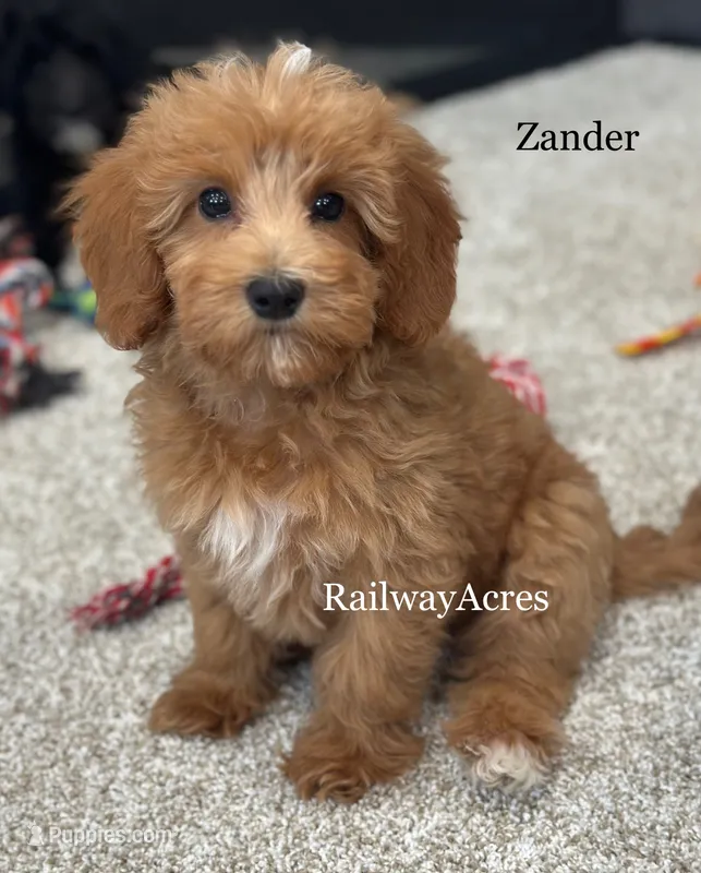 Zander – Miniature Goldendoodle puppy for sale in Milford, IN