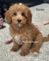 Zander, a male Miniature Goldendoodle for sale in Milford, IN – 1 of 3