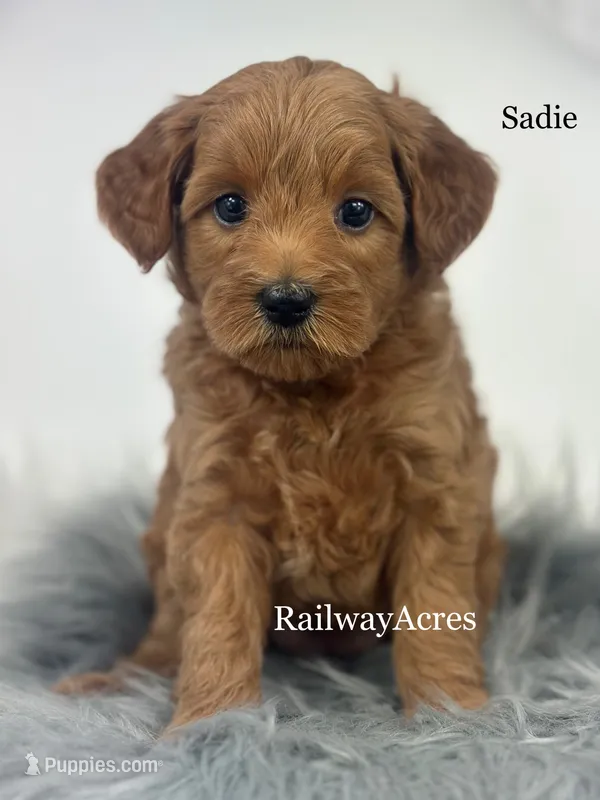 Sadie – Miniature Goldendoodle puppy for sale in Milford, IN