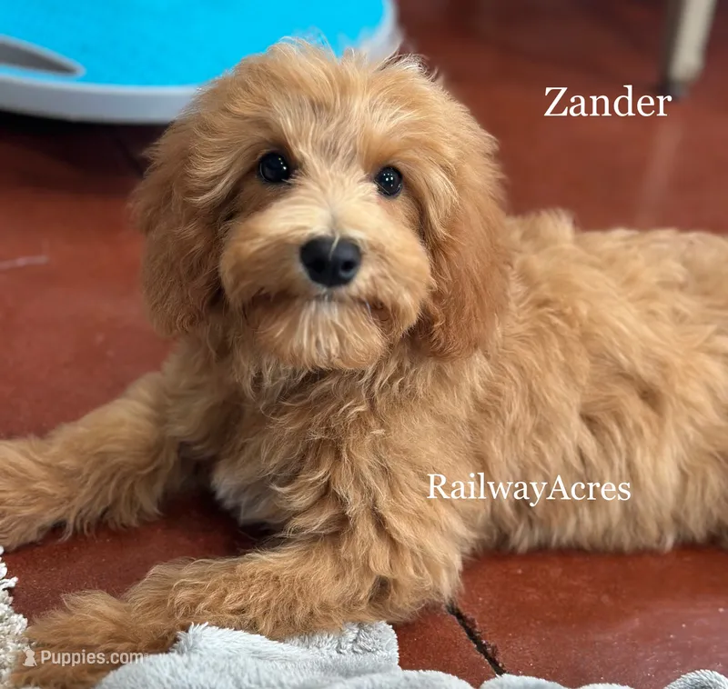 Zander – Miniature Goldendoodle puppy for sale in Milford, IN