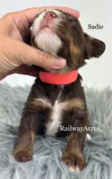 Sadie, a male Miniature Bernedoodle for sale in Milford, IN – 2 of 2