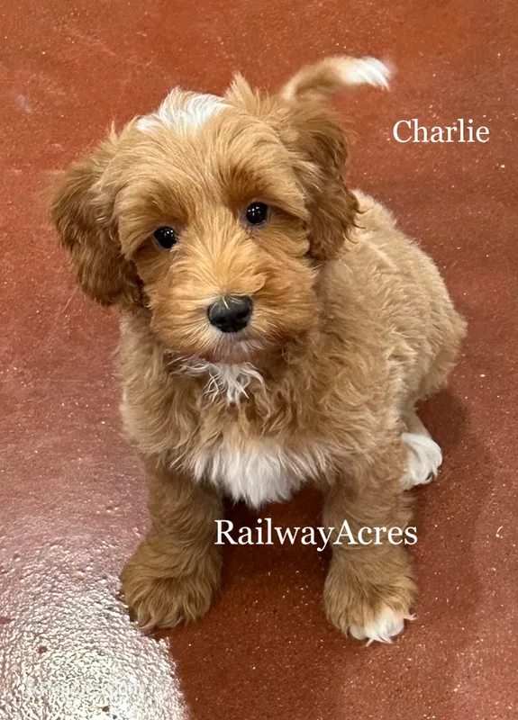 Charlie – Miniature Goldendoodle puppy for sale in Milford, IN