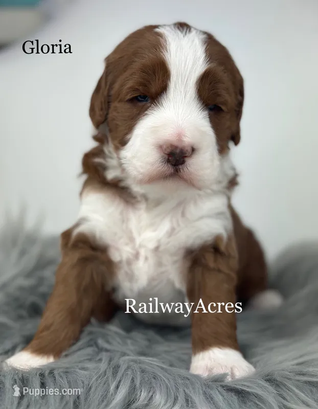 Gloria – Miniature Goldendoodle puppy for sale in Milford, IN