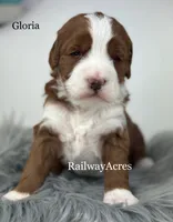 Gloria, a female Miniature Goldendoodle for sale in Milford, IN – 1 of 3