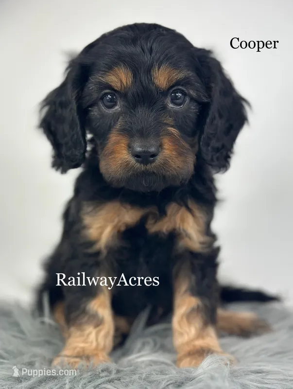 Cooper – Cavapoo puppy for sale in Milford, IN