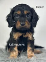 Cooper, a male Cavapoo for sale in Milford, IN – 2 of 5
