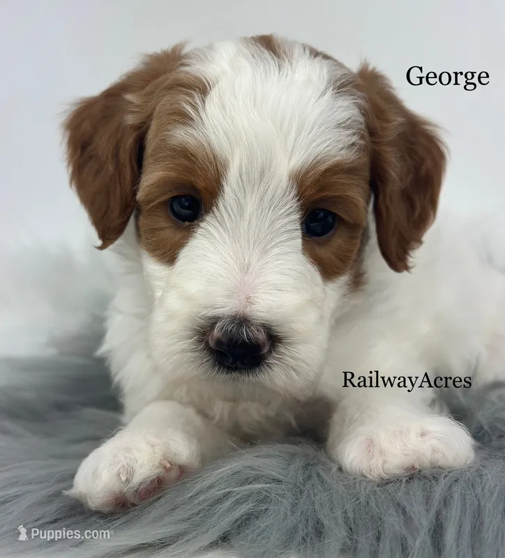 George-Petite – Miniature Goldendoodle puppy for sale in Milford, IN