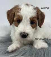 George-Petite, a male Miniature Goldendoodle for sale in Milford, IN – 2 of 4