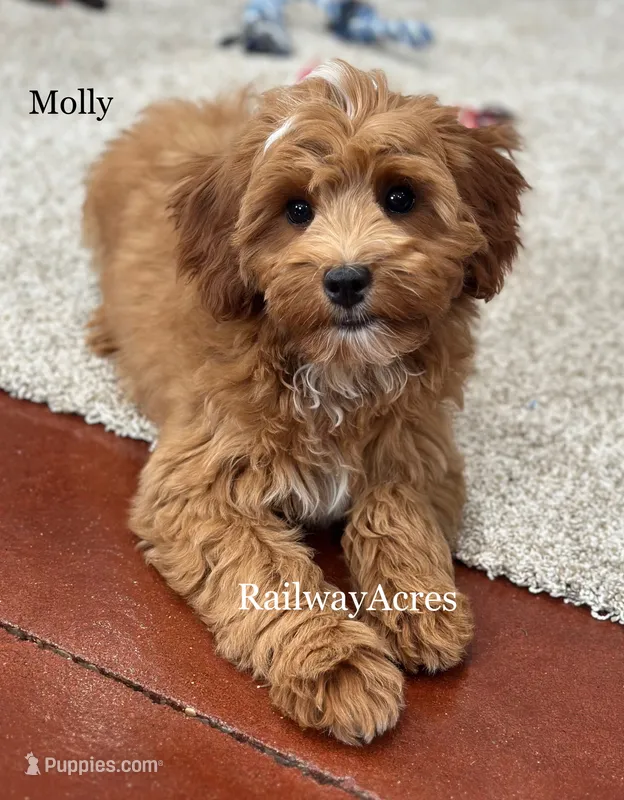Molly – Miniature Goldendoodle puppy for sale in Milford, IN