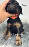Cooper, a male Cavapoo for sale in Milford, IN – 2 of 3