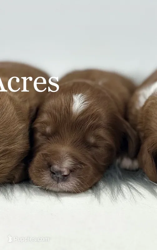 Boy 3 – Miniature Goldendoodle puppy for sale in Milford, IN