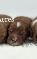 Boy 3, a male Miniature Goldendoodle for sale in Milford, IN – 1 of 2