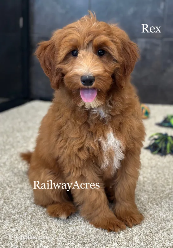 Rex – Miniature Goldendoodle puppy for sale in Milford, IN