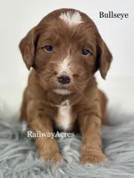 Bullseye, a male Miniature Goldendoodle for sale in Milford, IN – 3 of 3