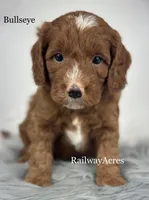 Bullseye, a male Miniature Goldendoodle for sale in Milford, IN – 2 of 3